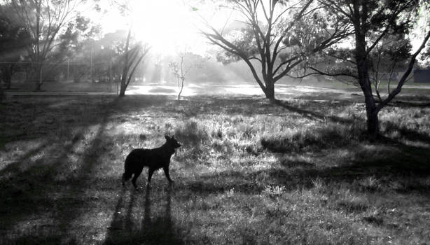 brynn the dog imagining colour