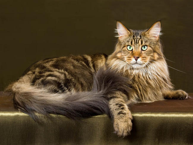 The Maine Coon By Aslancoeurdelion310 On Deviantart The Maine Coon By Aslancoeurdelion310 On Deviantart
