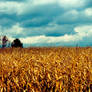 Corn Field in Autum