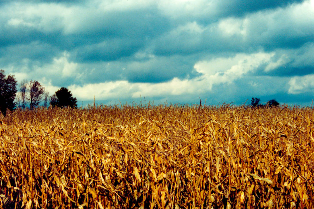 Corn Field in Autum