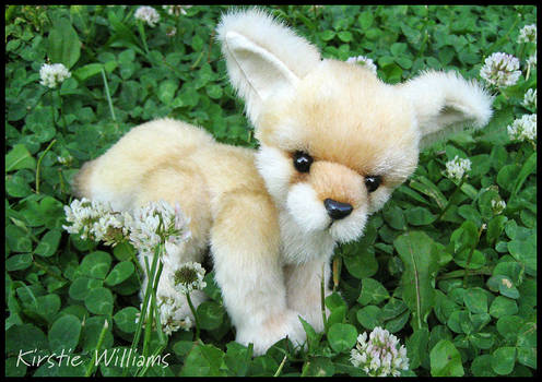 Fennec Fox Kit