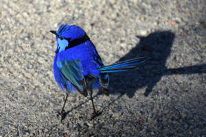 Splendid Fairywren