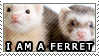 I Am A Ferret