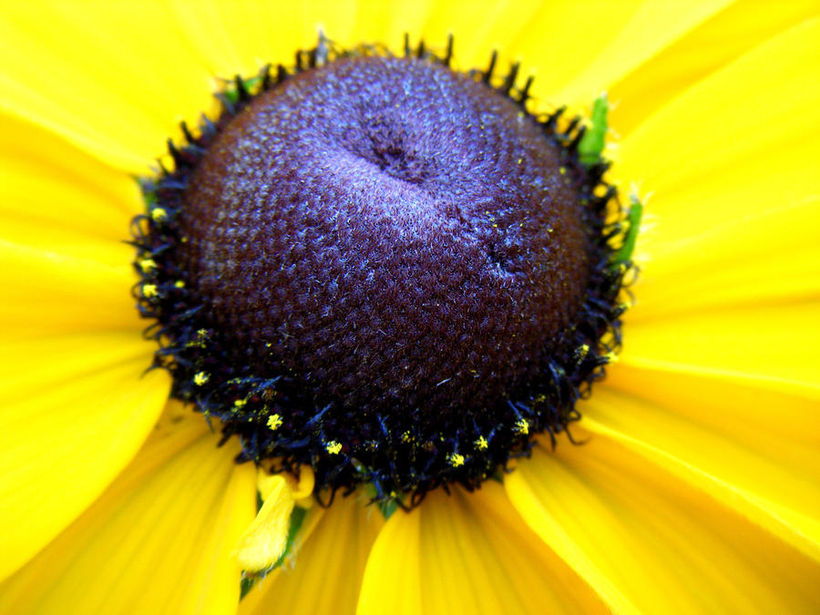 'Black Hole Sunflower'