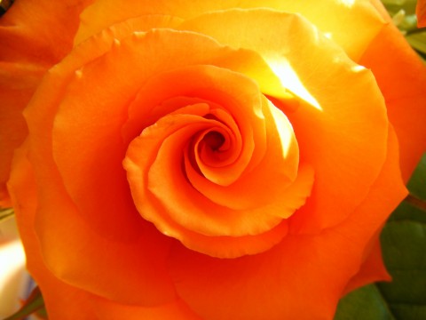 'Orange Rose'