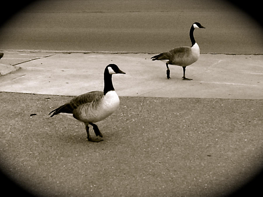 'Geese on the Town'