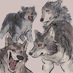 Wild Expressions Challenge: Wolf