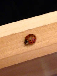 Ladybug