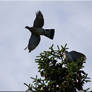 Wood Pigeon