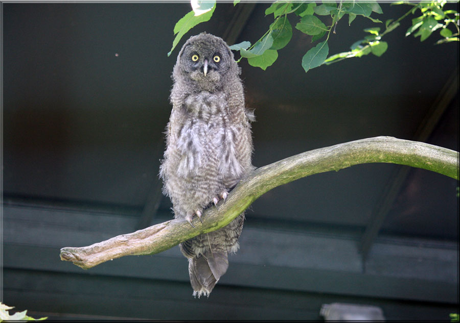 Young owl