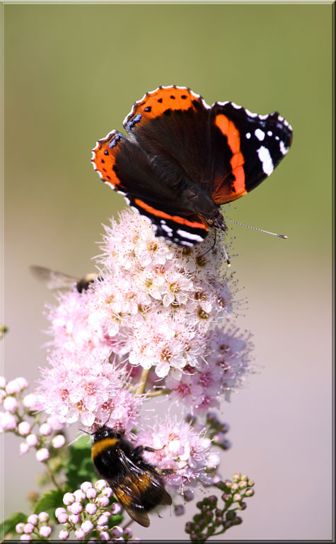 Admiral butterfly with bees