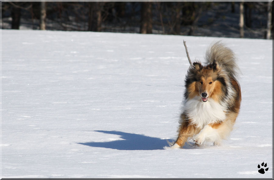 Collie girl