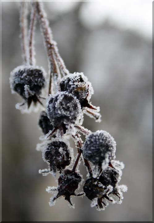 Black berries1