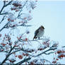 Waxwing