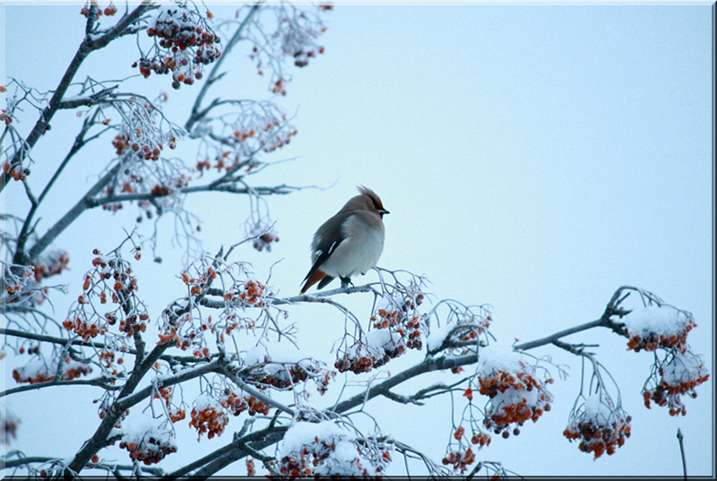 Waxwing