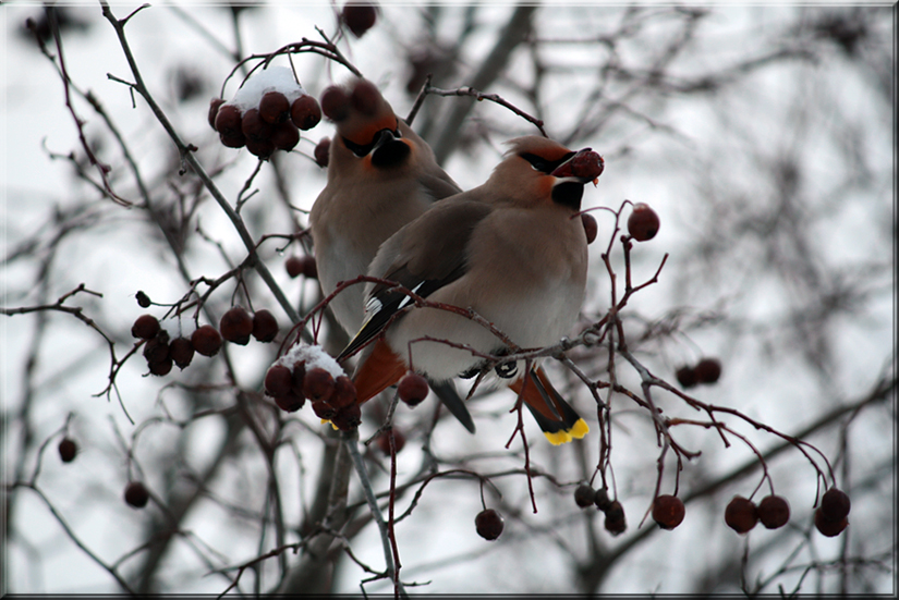 Waxwings together