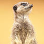 Compare the Meerkat