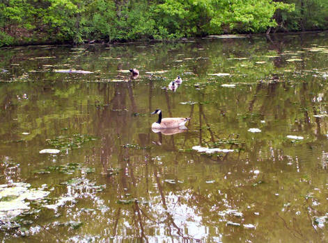 Geese At Pond