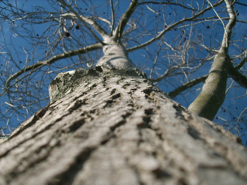 Tree Bark