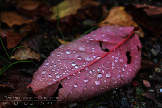 Pink Drops