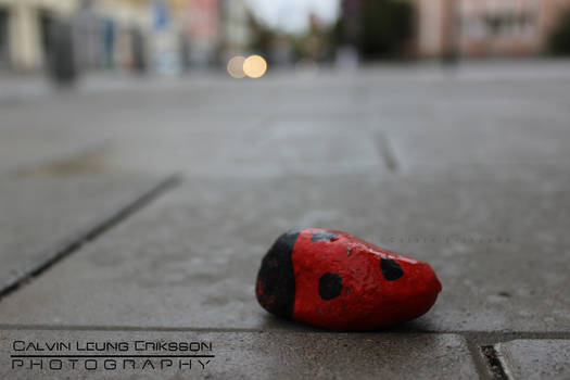 Ladybird on the Street