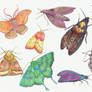 Moths