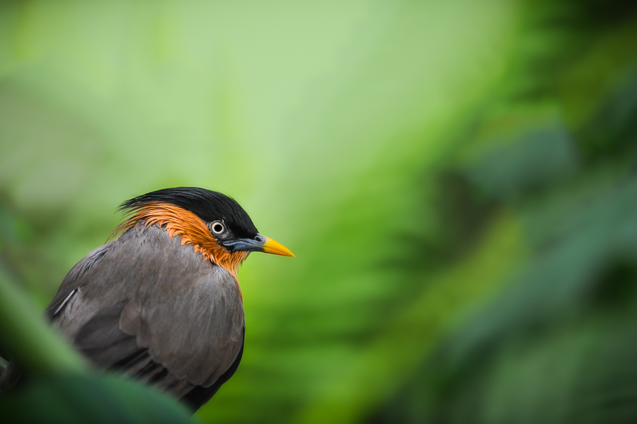 Jungle shy bird by ludovicjamet Jungle shy bird by ludovicjamet