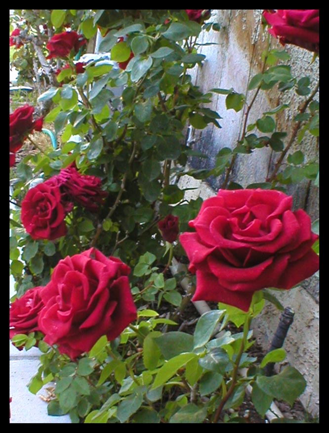 My Red Rose Bush