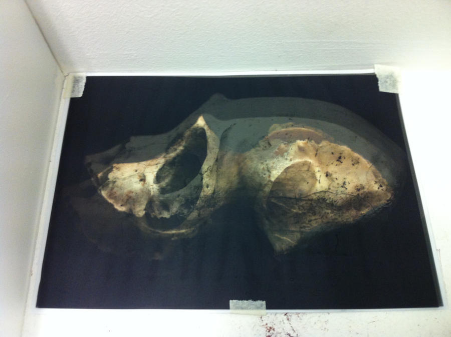 A Distorted Monkey Distorted Monkey Skull by EberSocks on DeviantArt