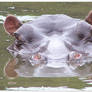 Hippo