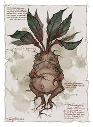 Mandrake