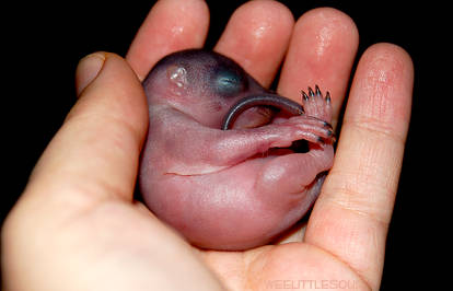 Baby Squirrel Yoga