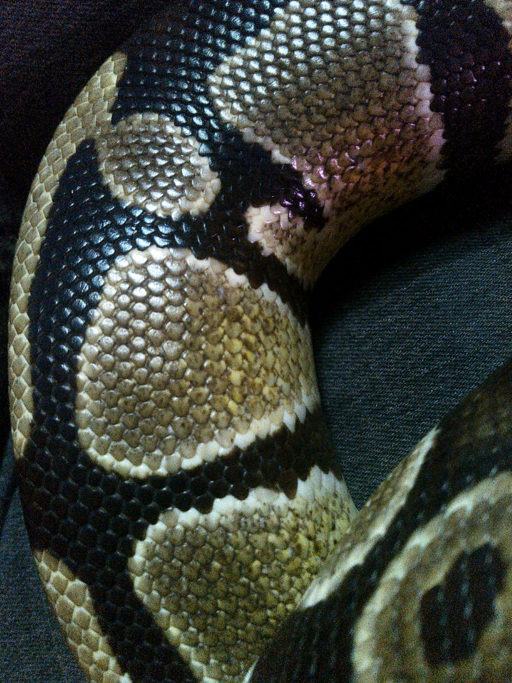 Ball Python Scales by CorpseRiot on DeviantArt