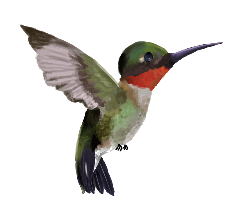 Hummingbird