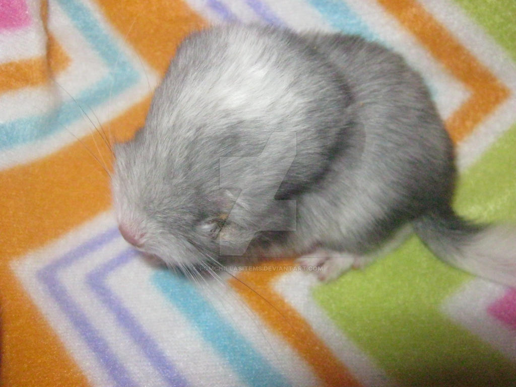 exotic mosaic chinchilla