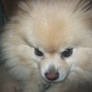 Crystal The Pomeranian