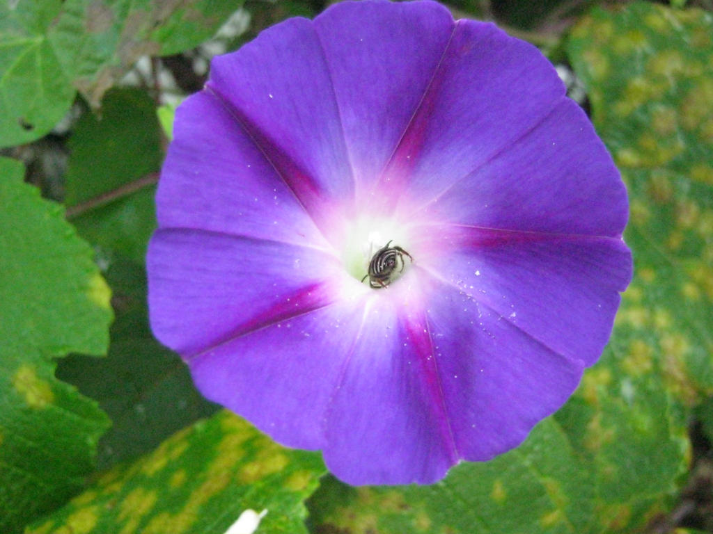 Bug in a Purple Morning Glory