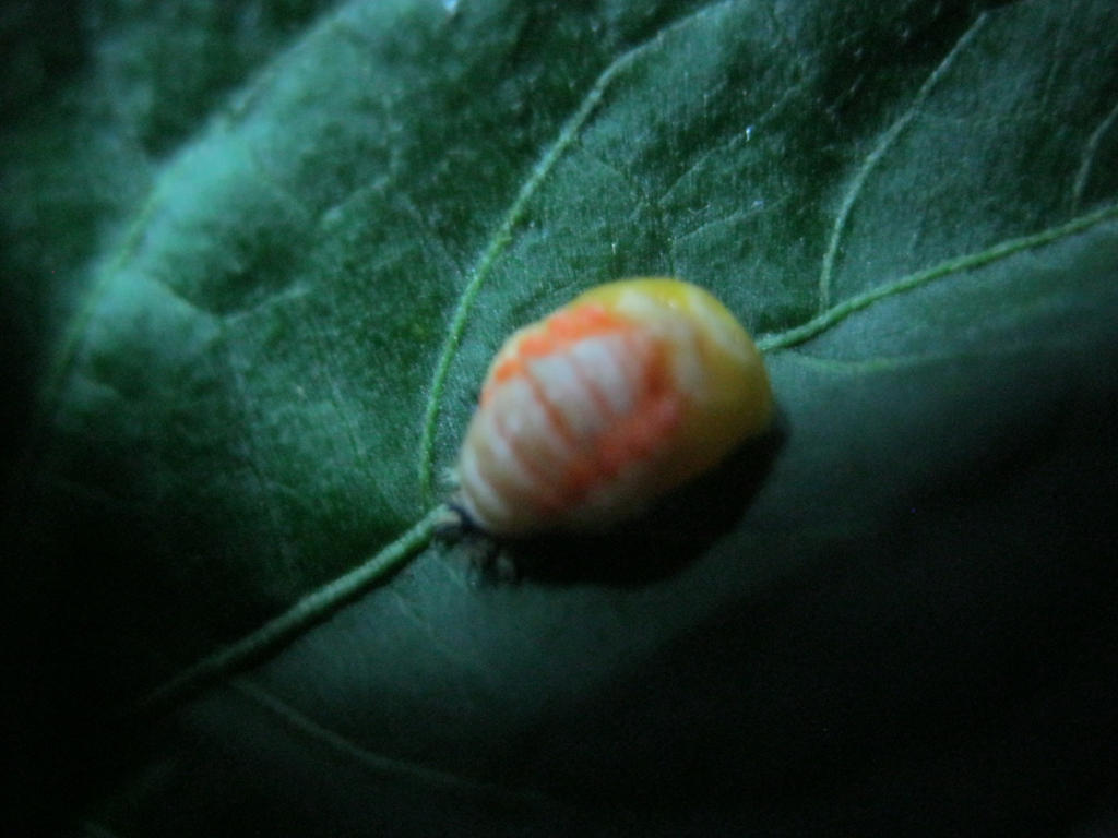 bug by pomchillasitems on DeviantArt