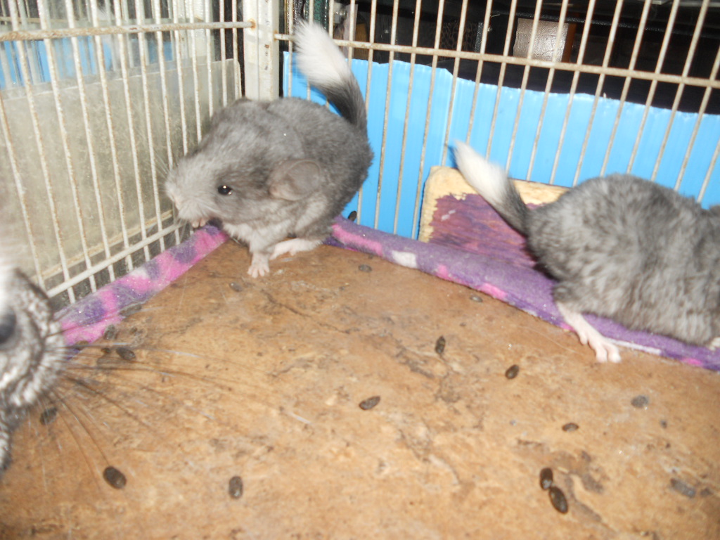 White tiped Chinchillas