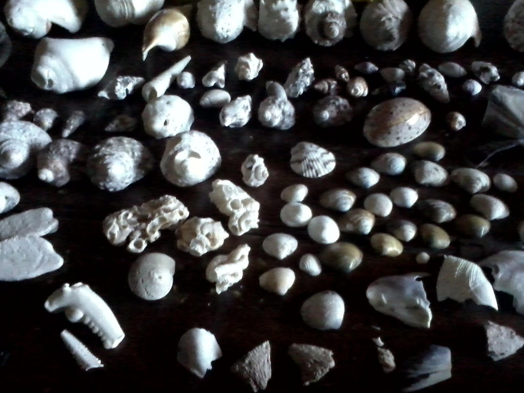 She sells sea shells by the sea shore! by BrokenFin369 on DeviantArt