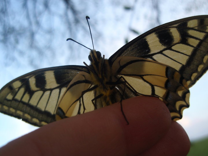 Butterfly wings