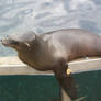 Sea Lion 1