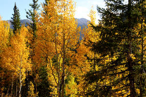 Fall in Colorado VI