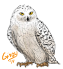 Snowy Owl