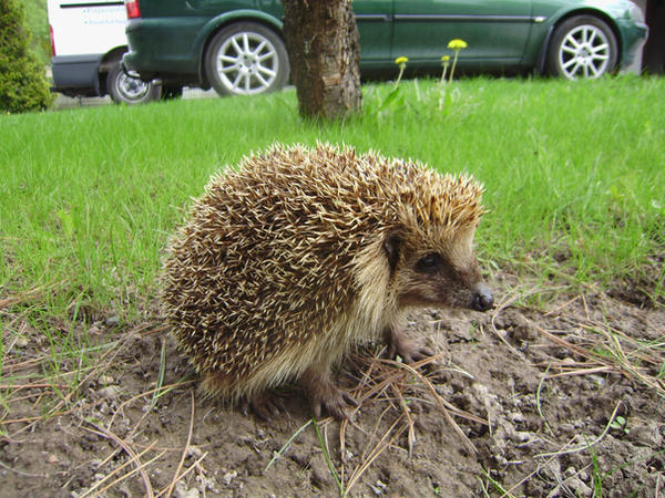 Hedgehog Stock