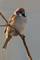 Sparrow