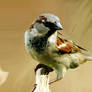 Sparrow 2