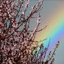 Spring Storm 2006