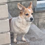 Dog Uoga