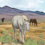 Nevada Wild Horses